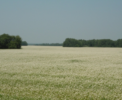 Пасека "Пряник и Ко"