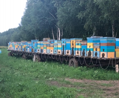 Пасека Папановых Пасека Папановых
