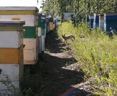 Пасека Салминых Пасека Салминых